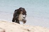 PETIT CHIEN LION 114
